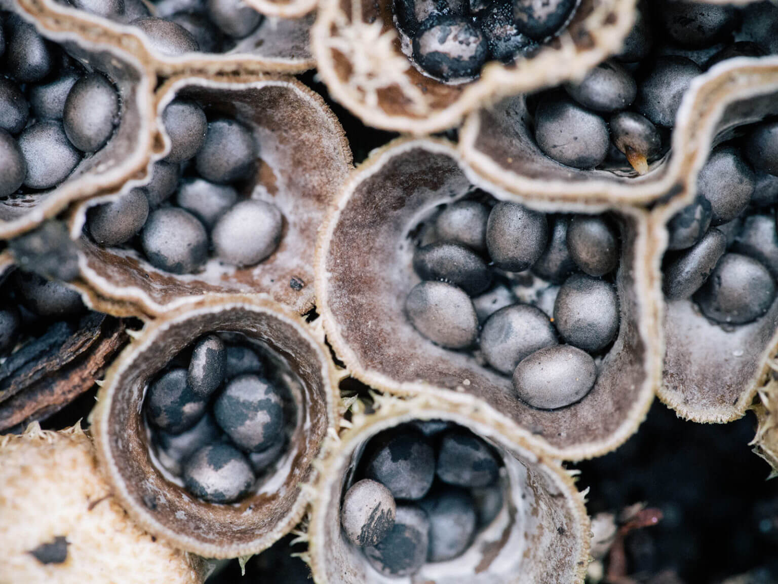 Bird’s Nest Fungus A Mushroom That Looks Like a Real Nest Garden Betty