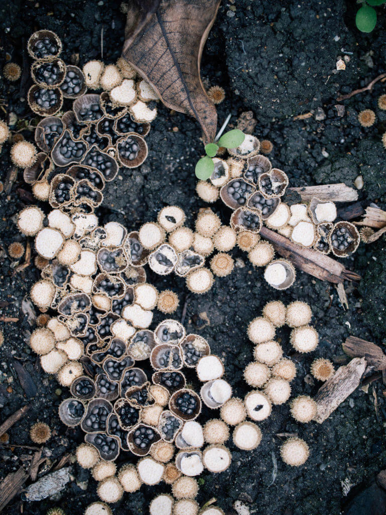 Bird’s Nest Fungus A Mushroom That Looks Like a Real Nest Garden Betty
