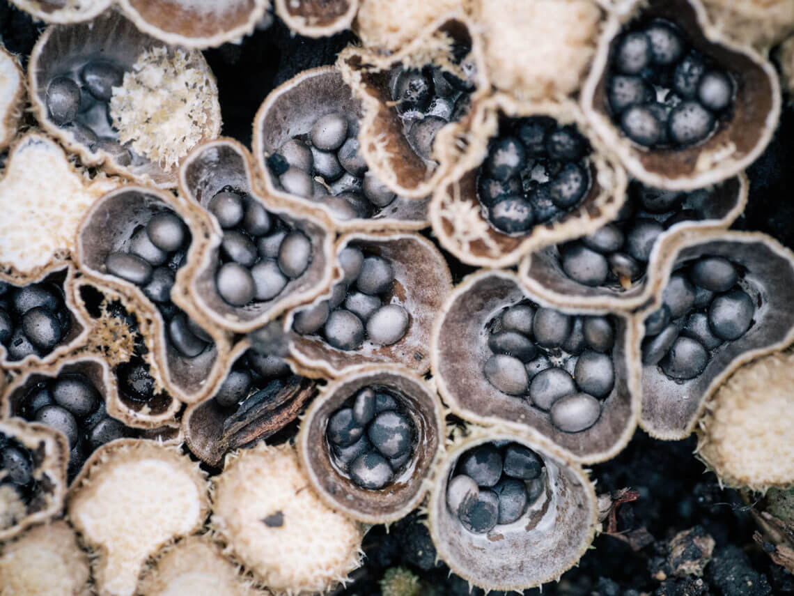 Bird’s Nest Fungus A Mushroom That Looks Like a Real Nest Garden Betty