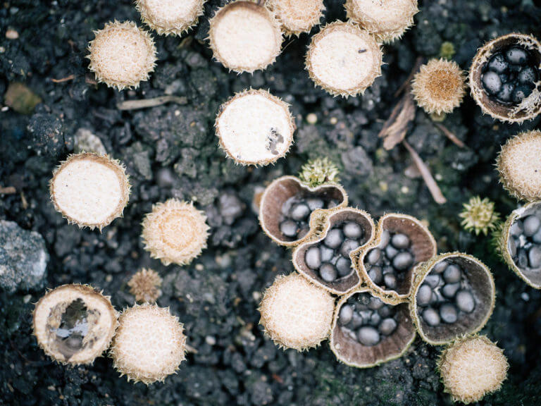 Bird’s Nest Fungus A Mushroom That Looks Like a Real Nest Garden Betty