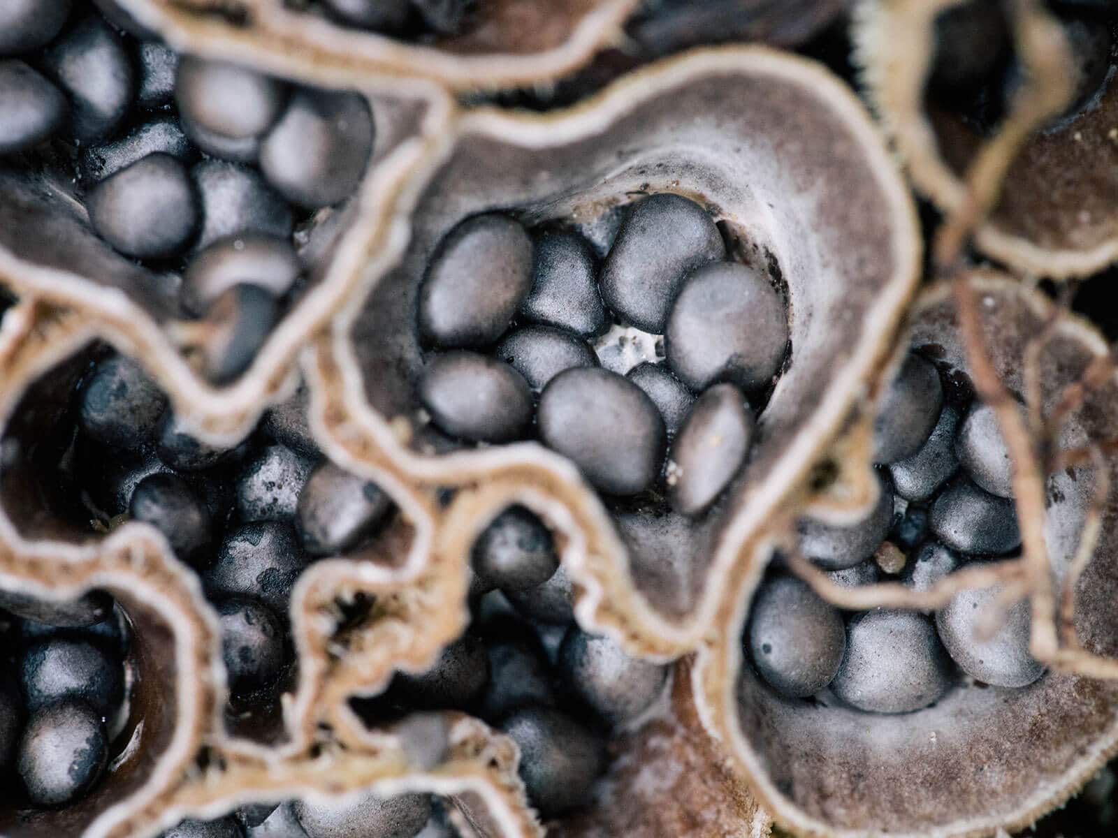 Close-up of cyathus striatus mushrooms (bird's nest fungi)