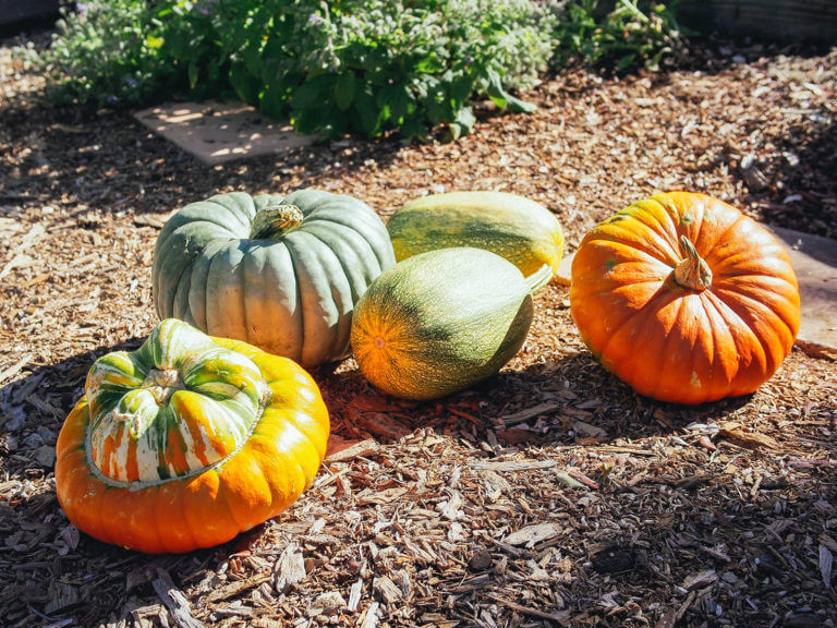 Curing: How to Make Pumpkins and Squash Last All Winter