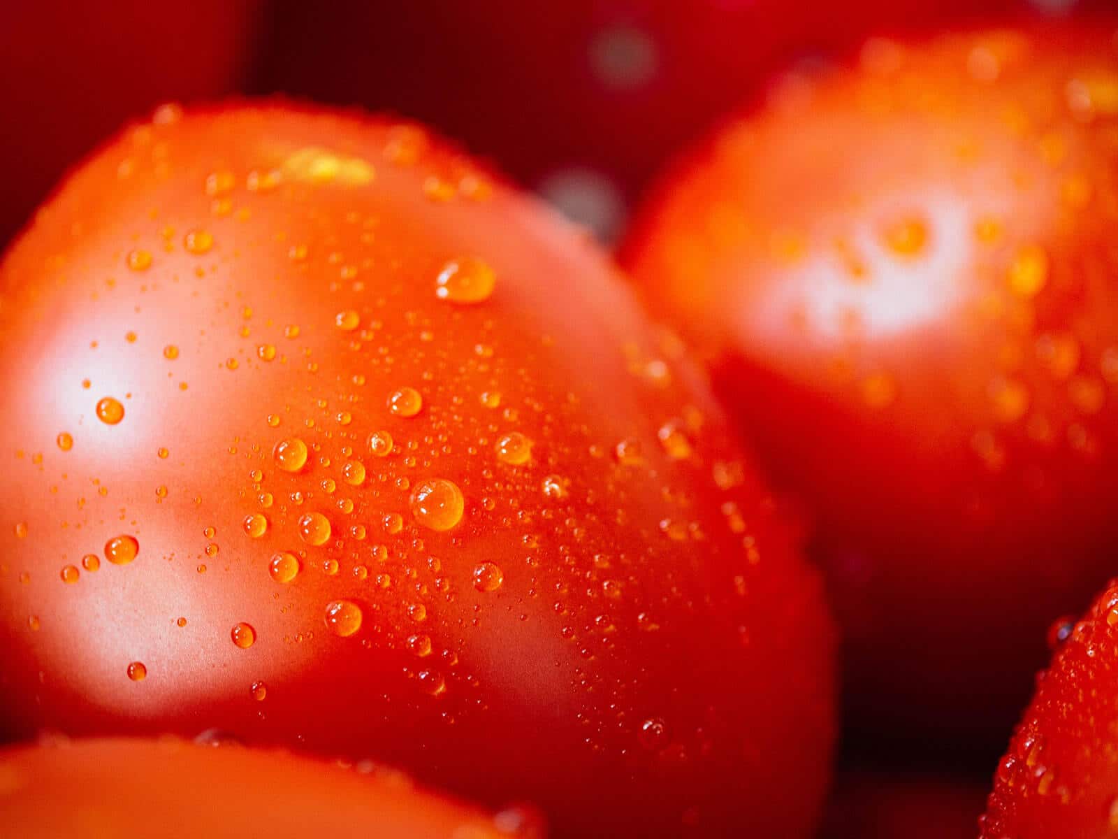 Close-up of freshly washed plum tomatoes