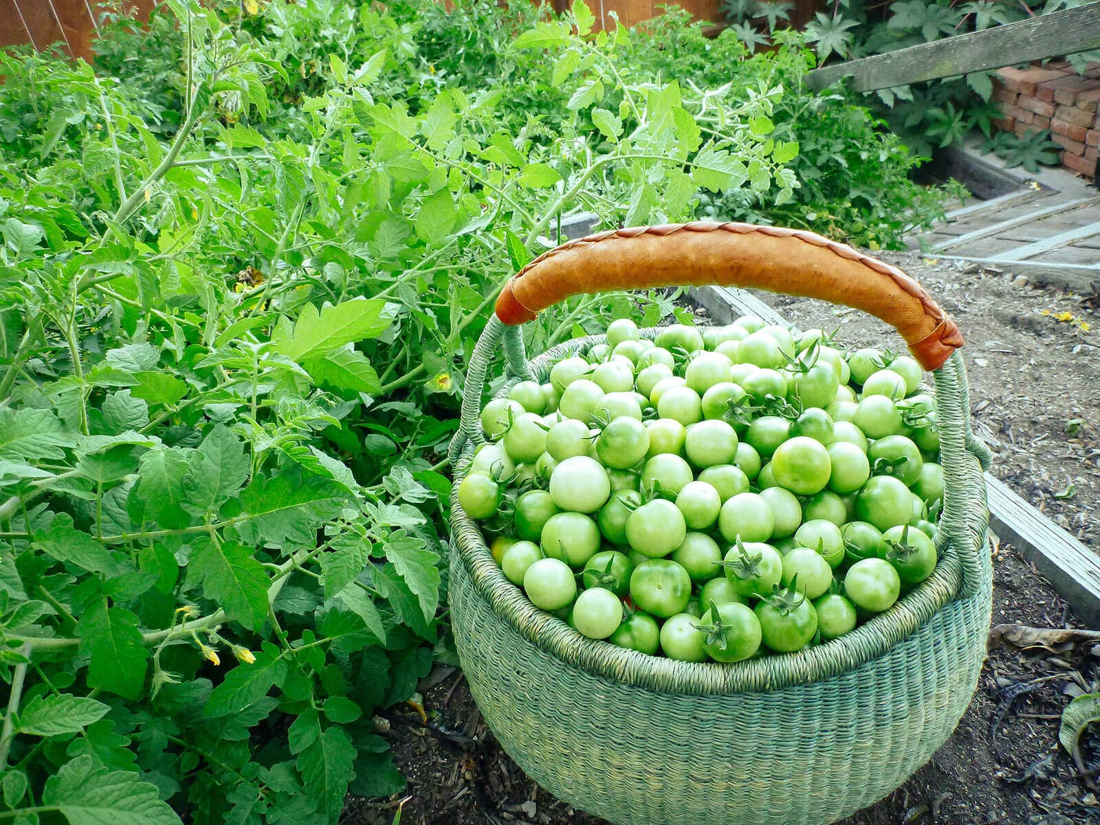 Basket of green cherry tomatoes harvested from the garden