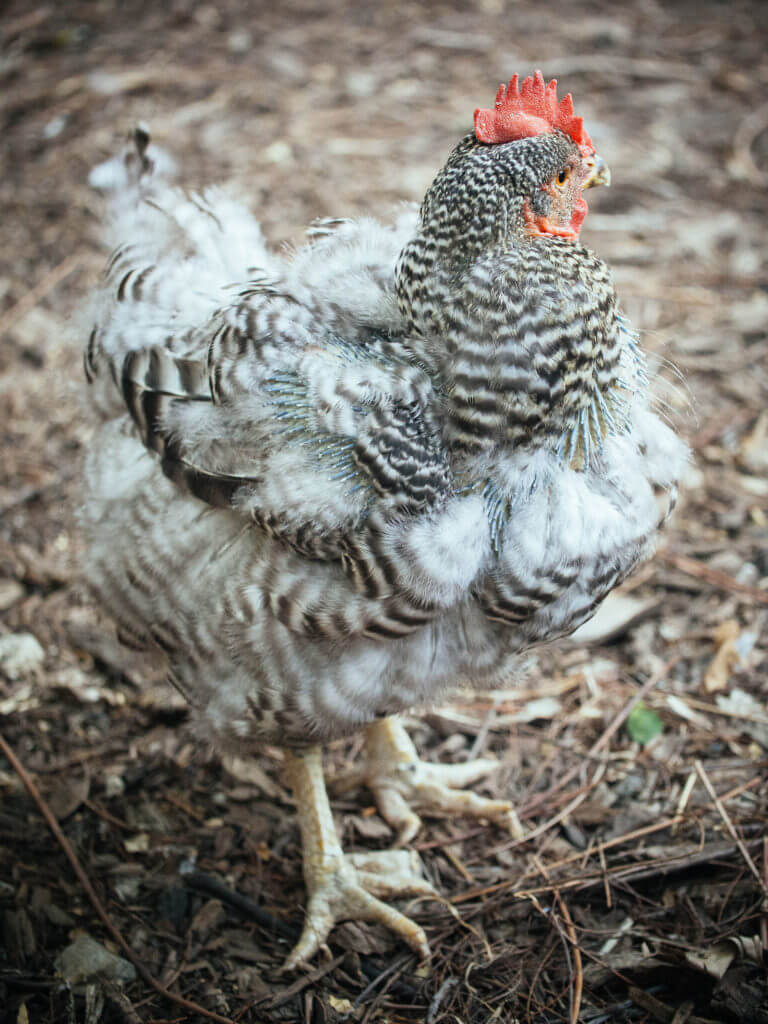 What Happens When a Chicken Molts (A Visual Guide)