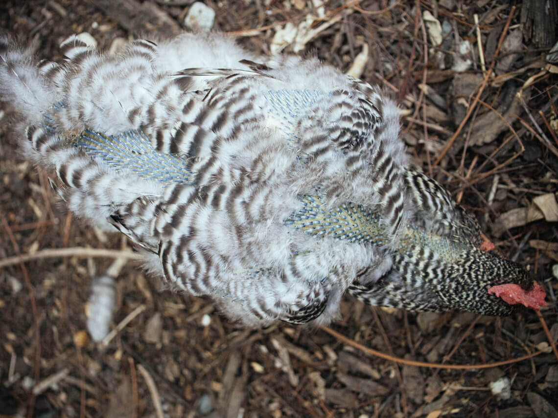 View of What Happens When a Chicken Molts (A Visual Guide) - Garden Betty