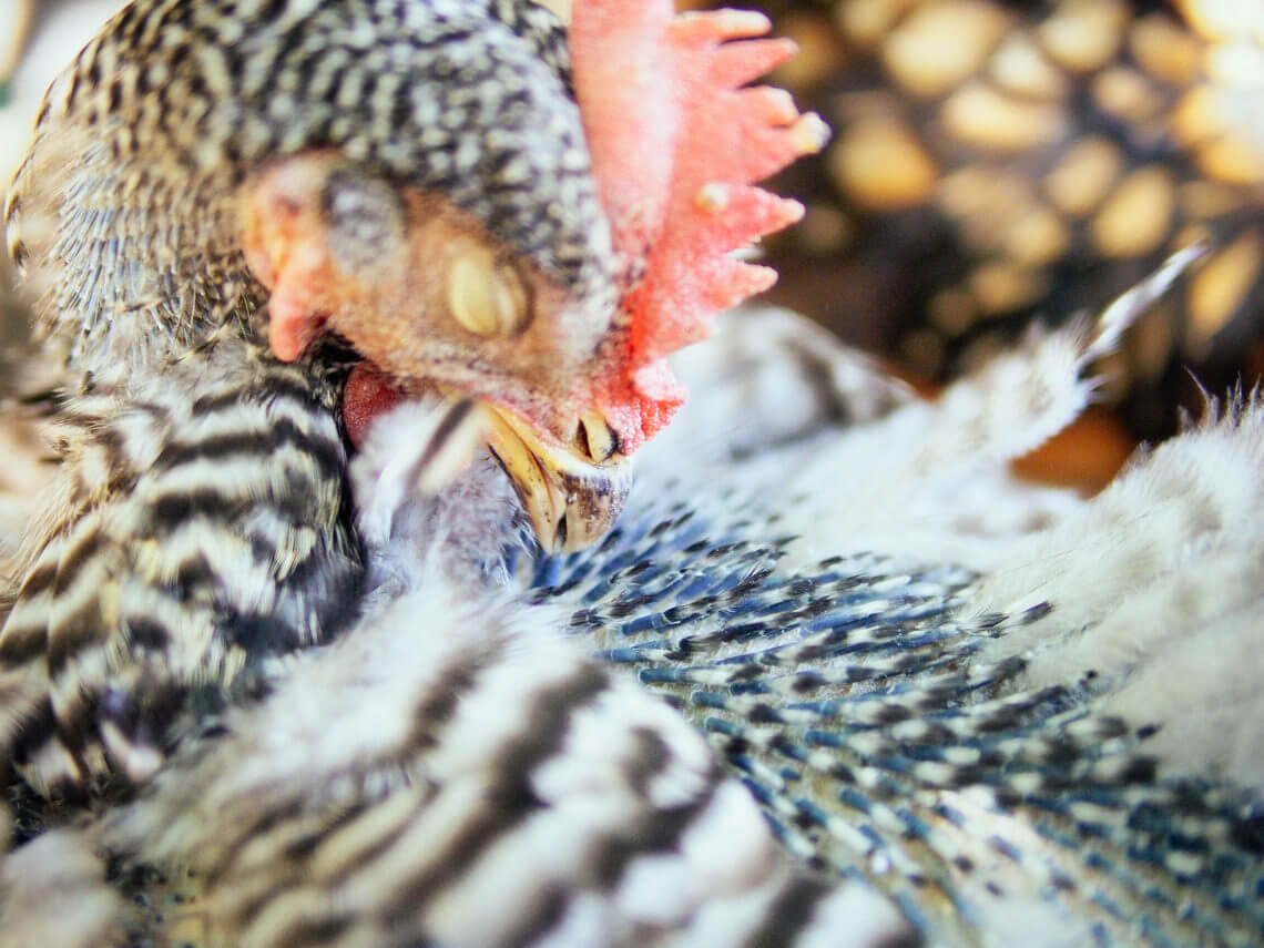 how often does a chicken molt