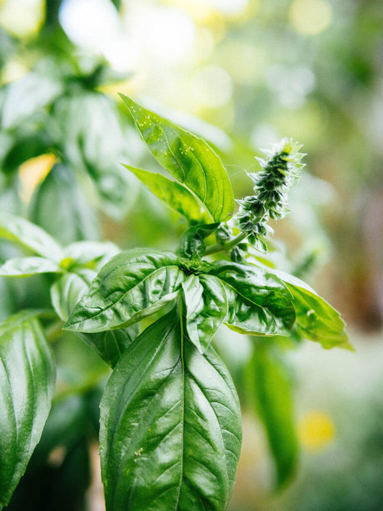 An Easier Way to Preserve Basil