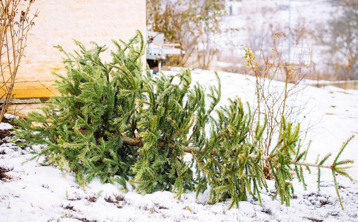10 Clever Ideas For Repurposing an Old Christmas Tree Garden Betty