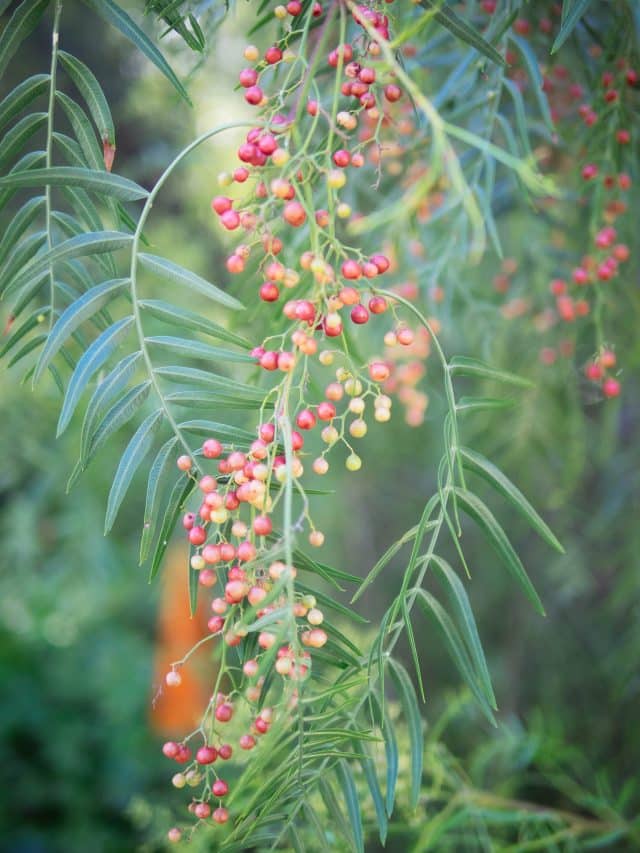 Peruvian pink peppercorns: a surprising backyard forage