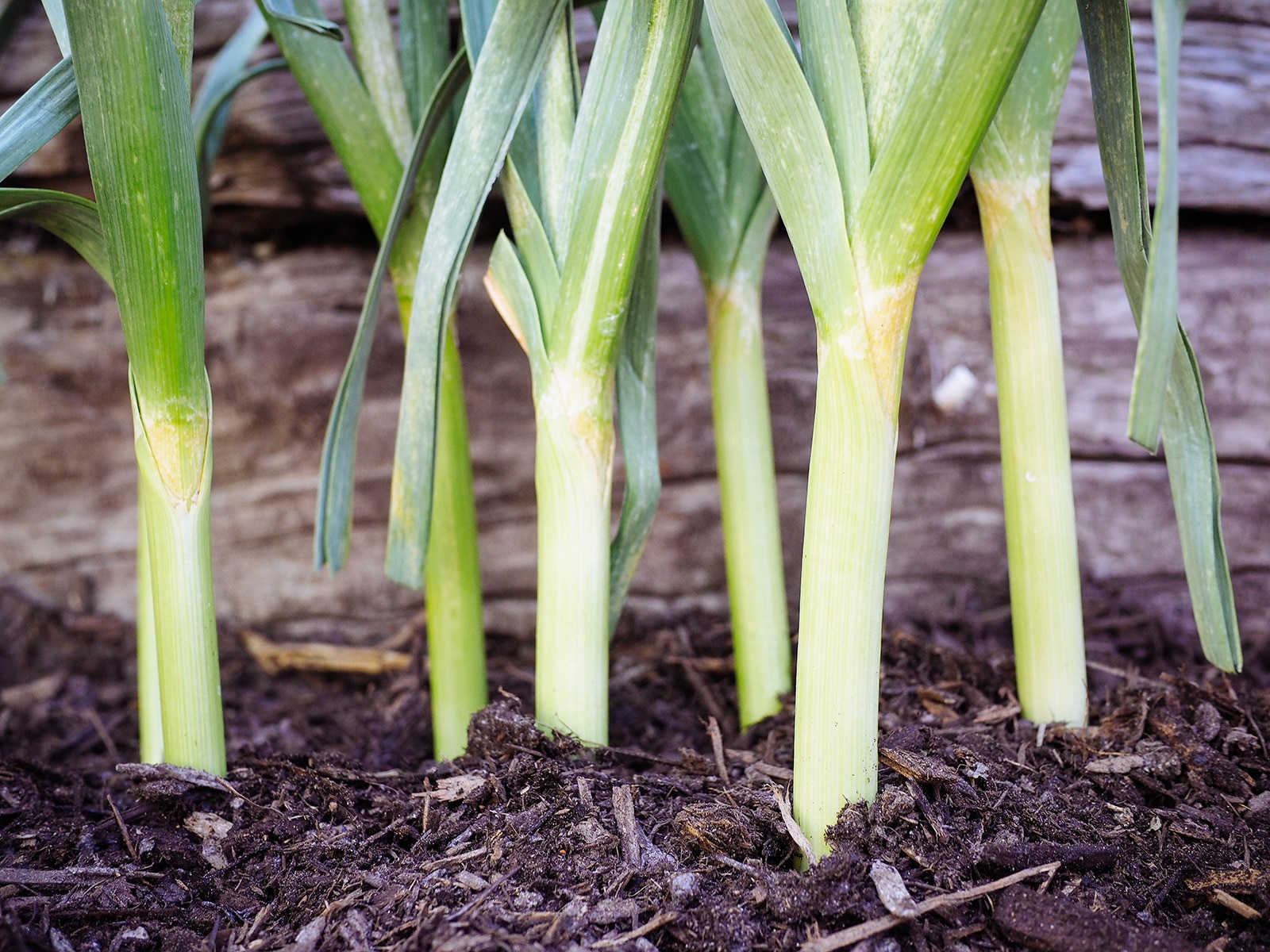 Green garlic stems in soil