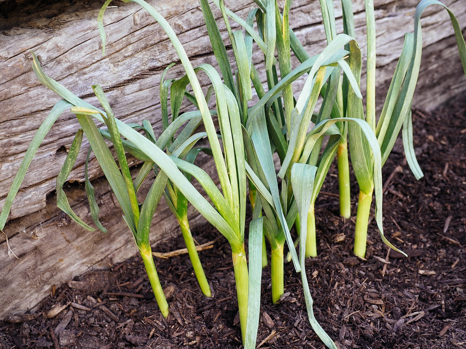 A bed of green garlic planted in a spring garden