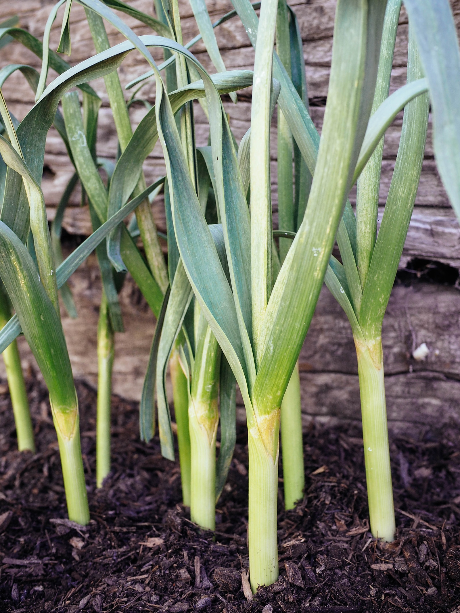 A crop of green garlic with tall, full leaves