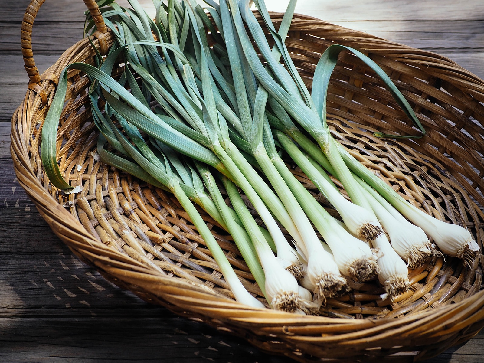 Basket of homegrown spring garlic, also called green garlic