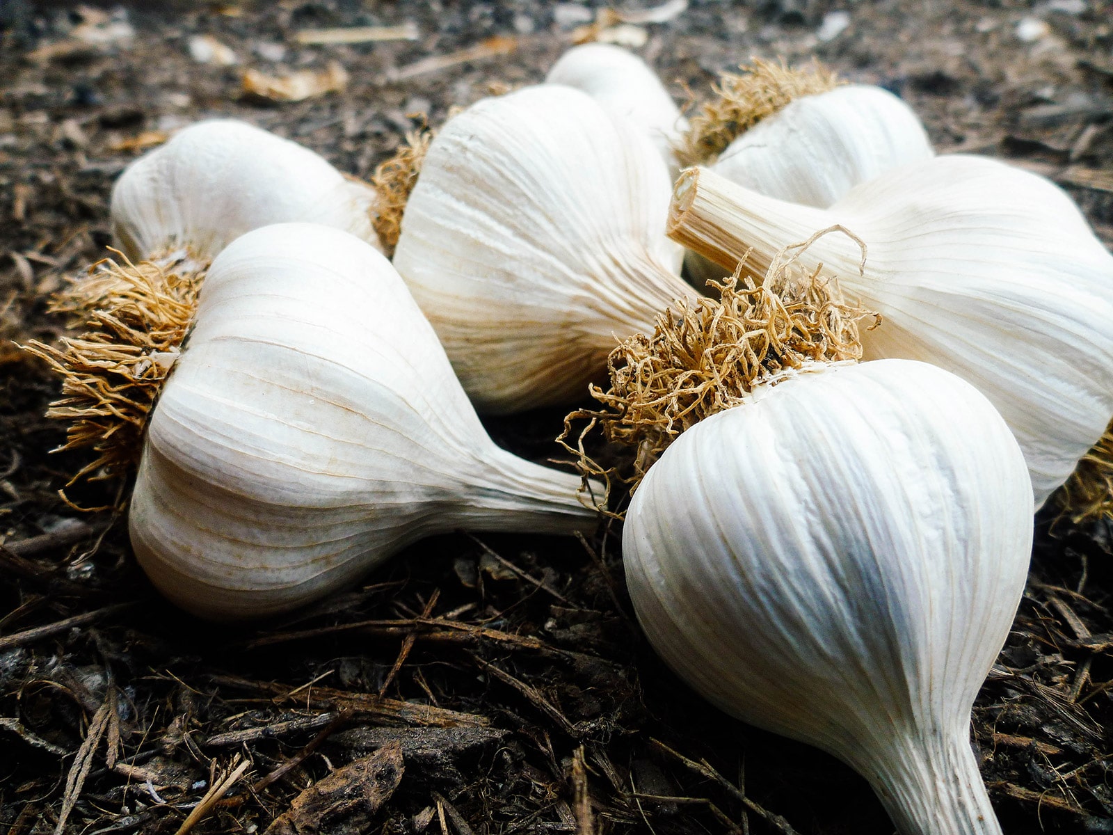 Homegrown garlic bulbs that can be used as seed garlic for next season