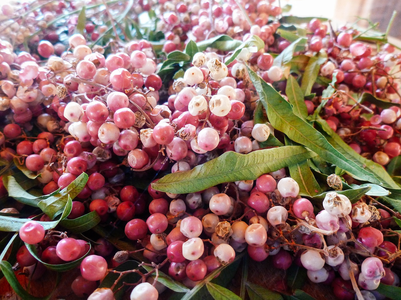 Close-up of reddish-pink Peruvian pepper berries