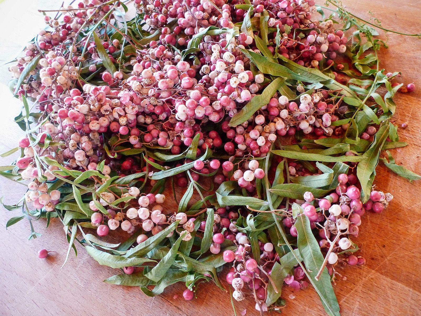 A cluster of freshly harvested pink pepper berries on stems