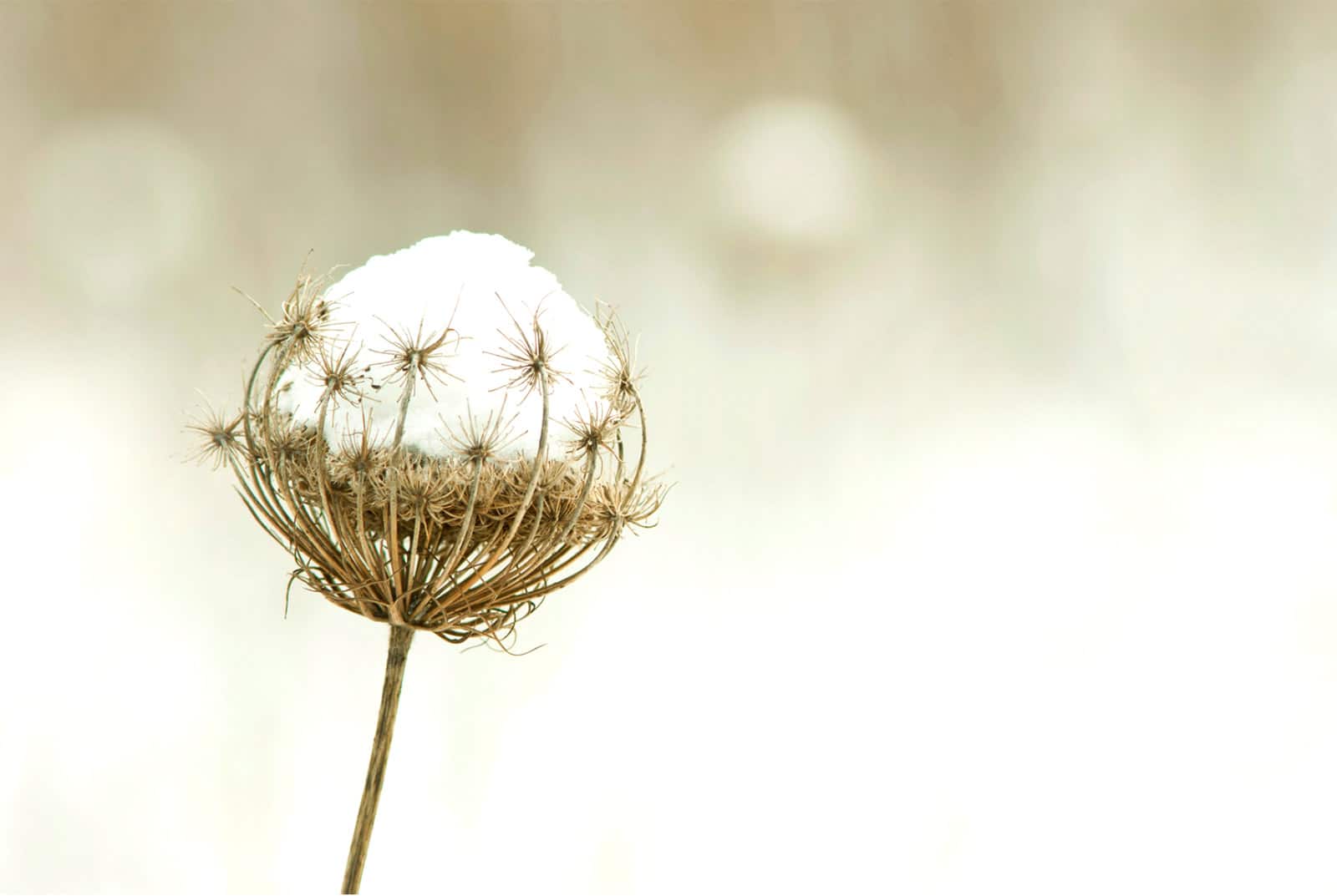 Dried flower seedhead in the snow
