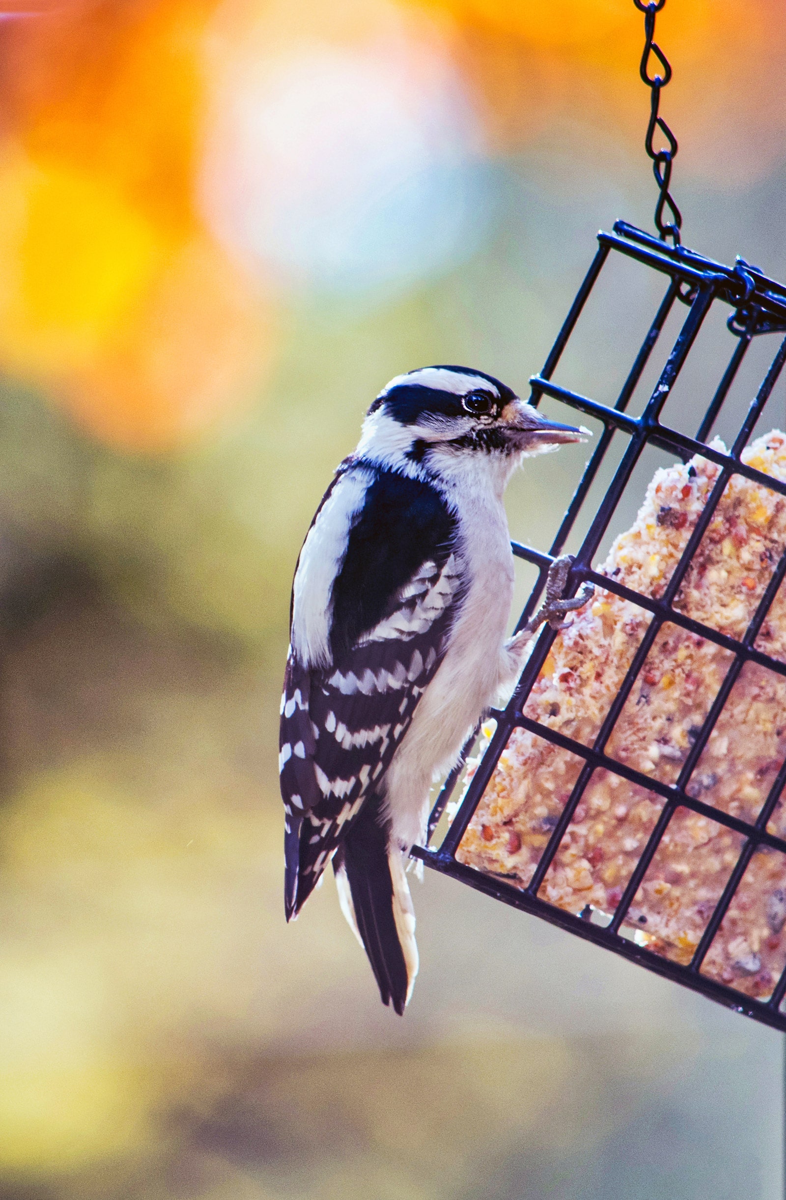 Downy woodpecker feeding on a suet