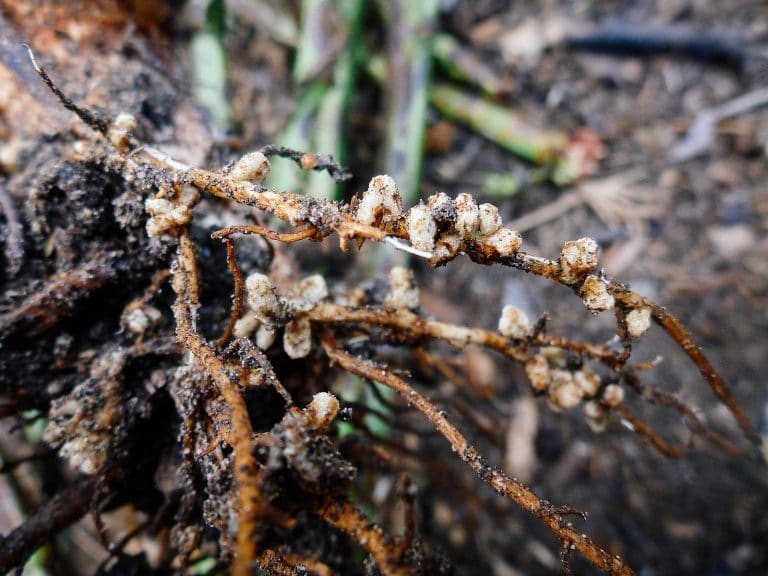 Rhizobia: Why You Want This Bacteria on Your Peas and Beans