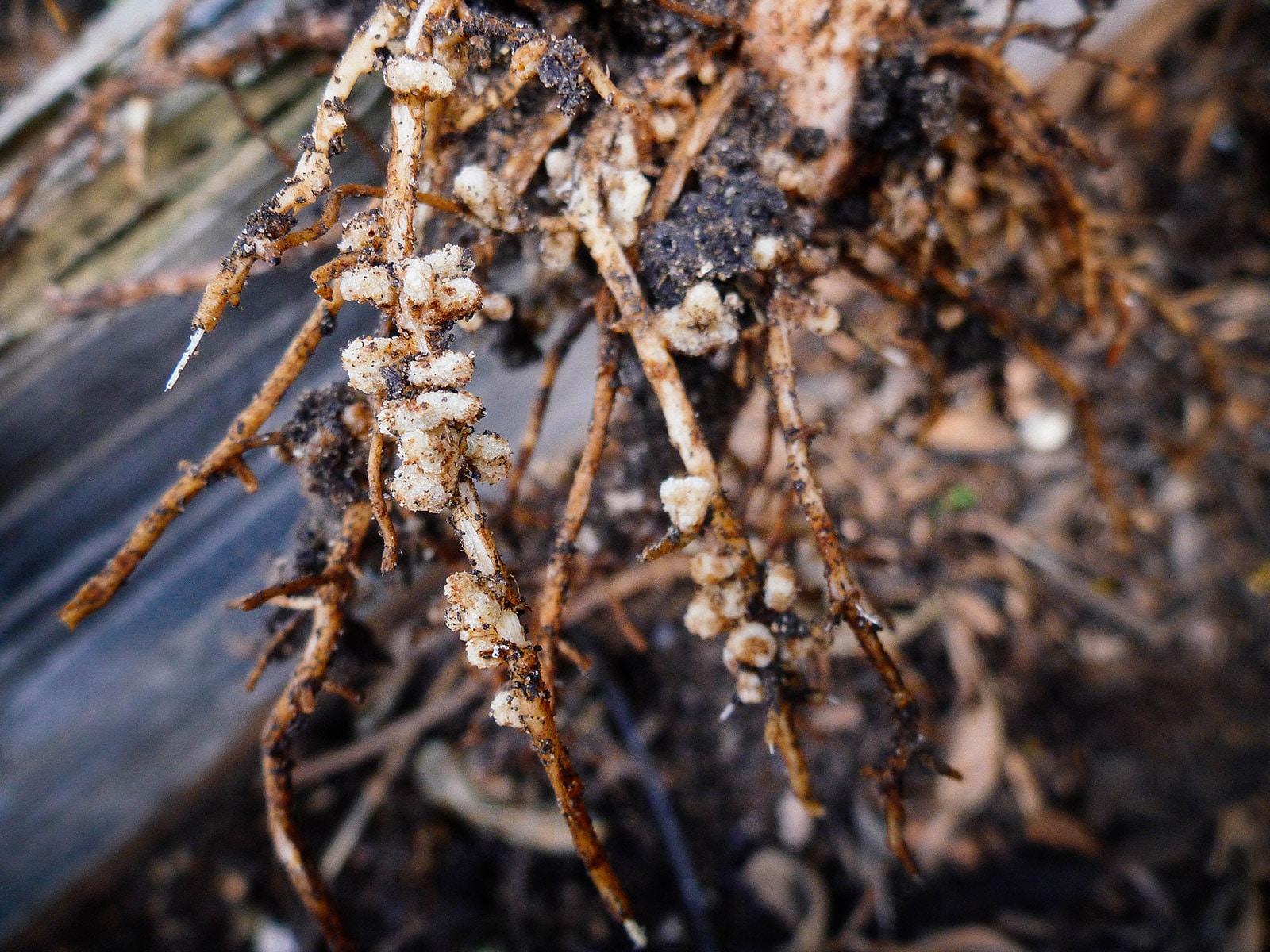 Rhizobia seen on the roots of legume plant