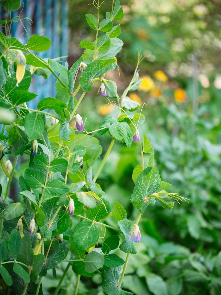 Flowering pea plants climbing up a garden trellis