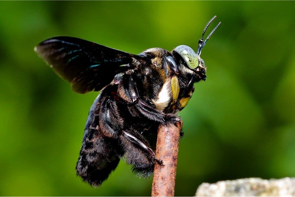 Close-up of a carpenter bee clinging to a stick