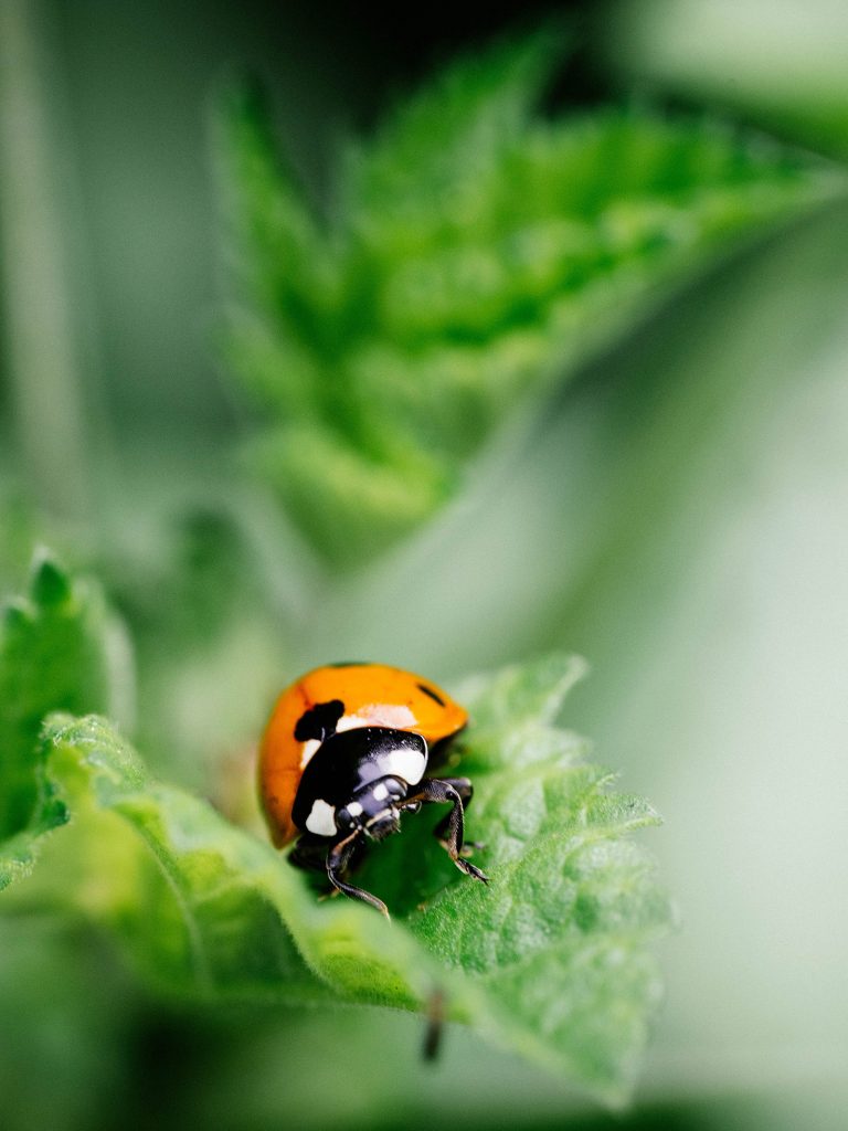 How to Attract Ladybugs to Your Garden (and Actually Keep Them Around)