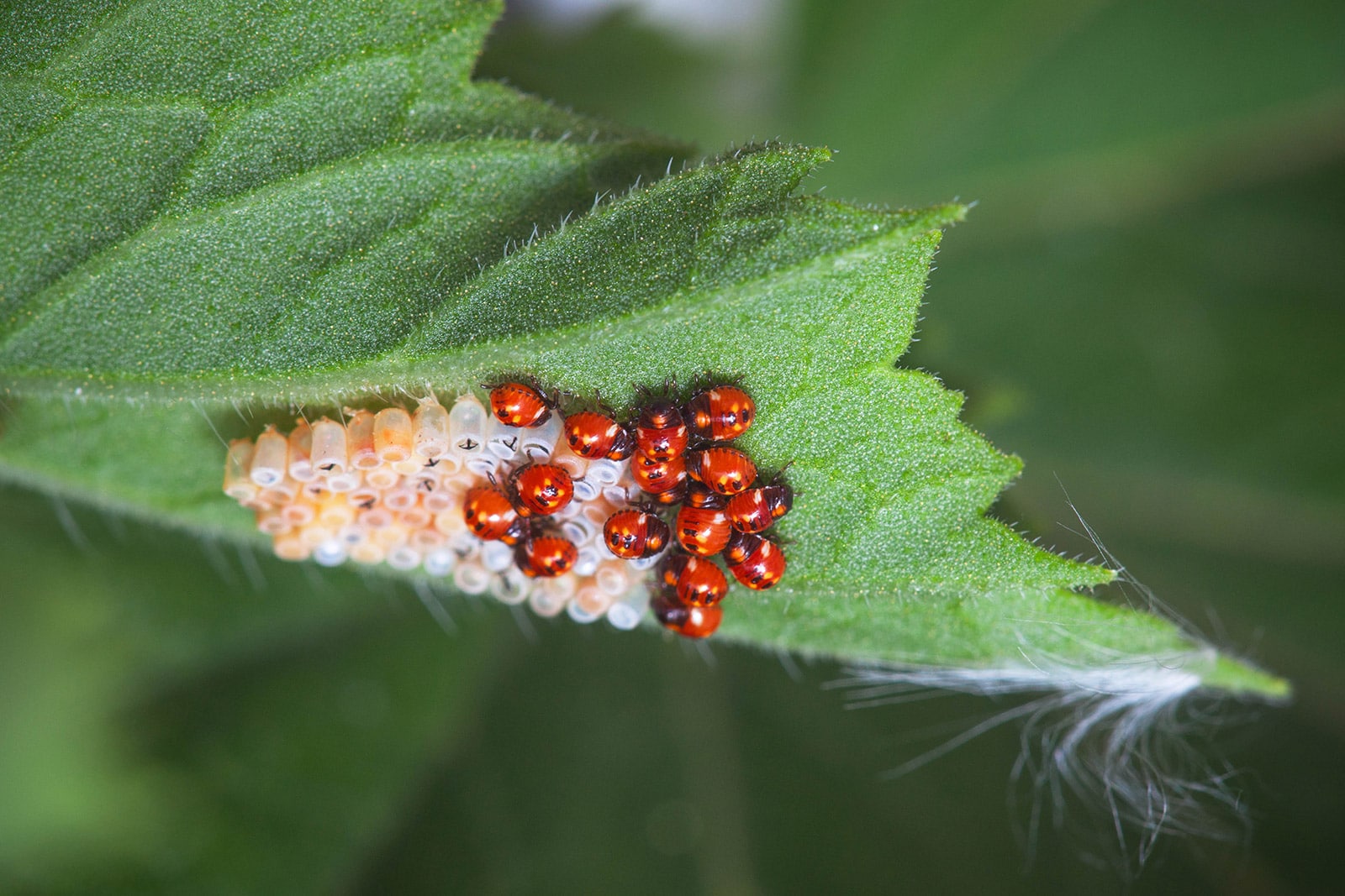 Cluster of ladybugs and ladybug eggs on the underside of a leaf