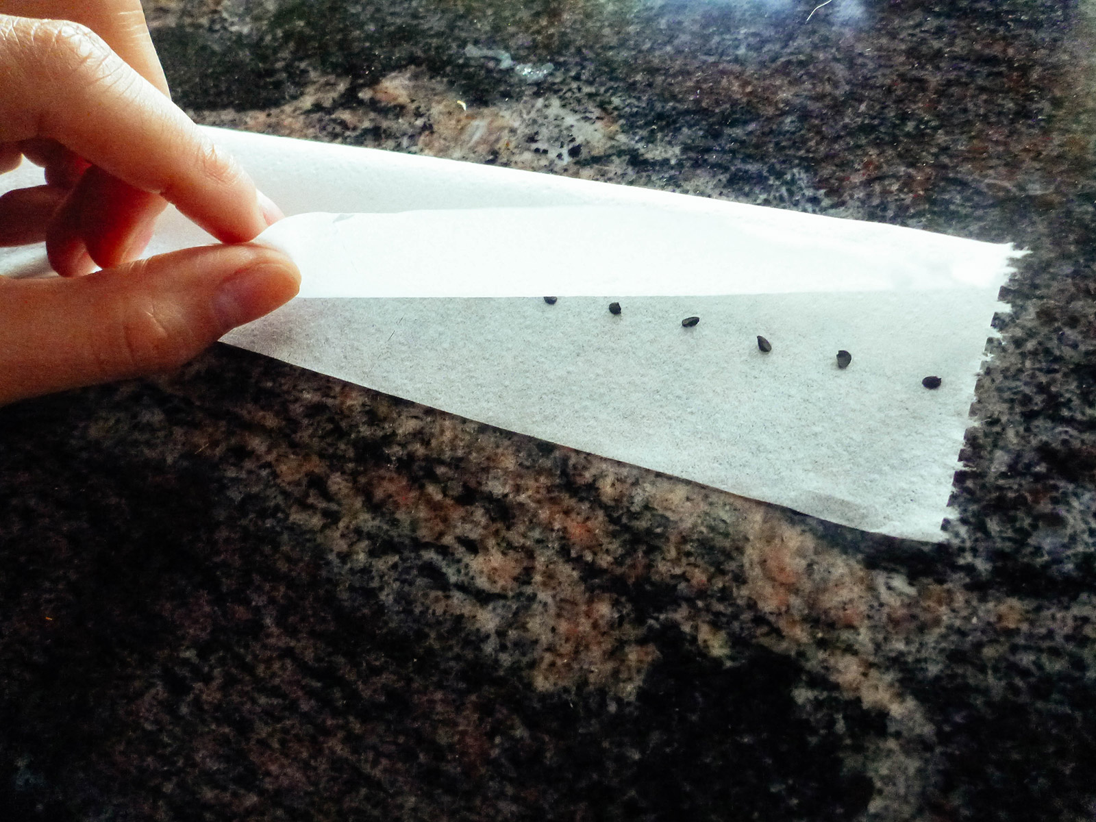 Top half of a strip of toilet paper being folded over a row of glued-on seeds