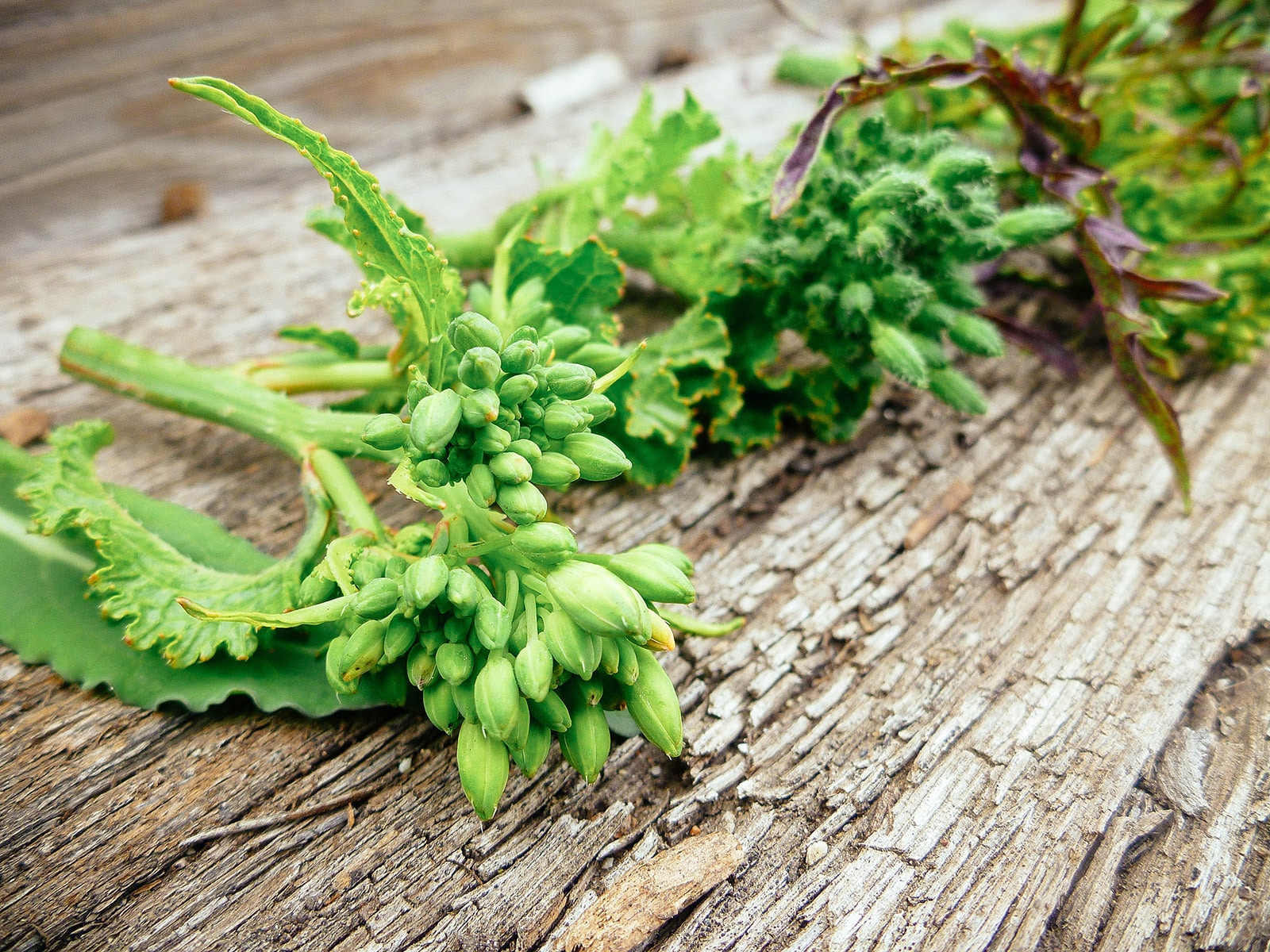 Can flowering kale be eaten?