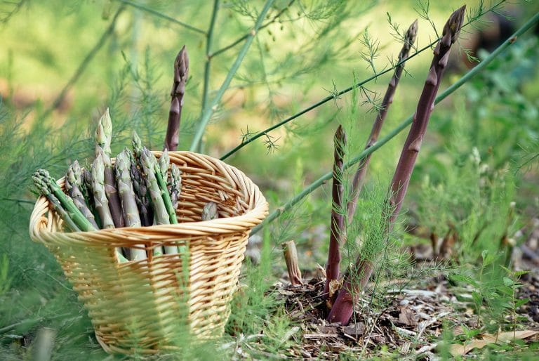 An Easier Way to Grow Asparagus: Raised Bed Planting
