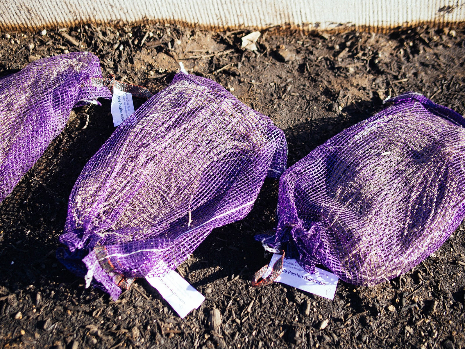 Asparagus crowns bundled inside purple mesh bags