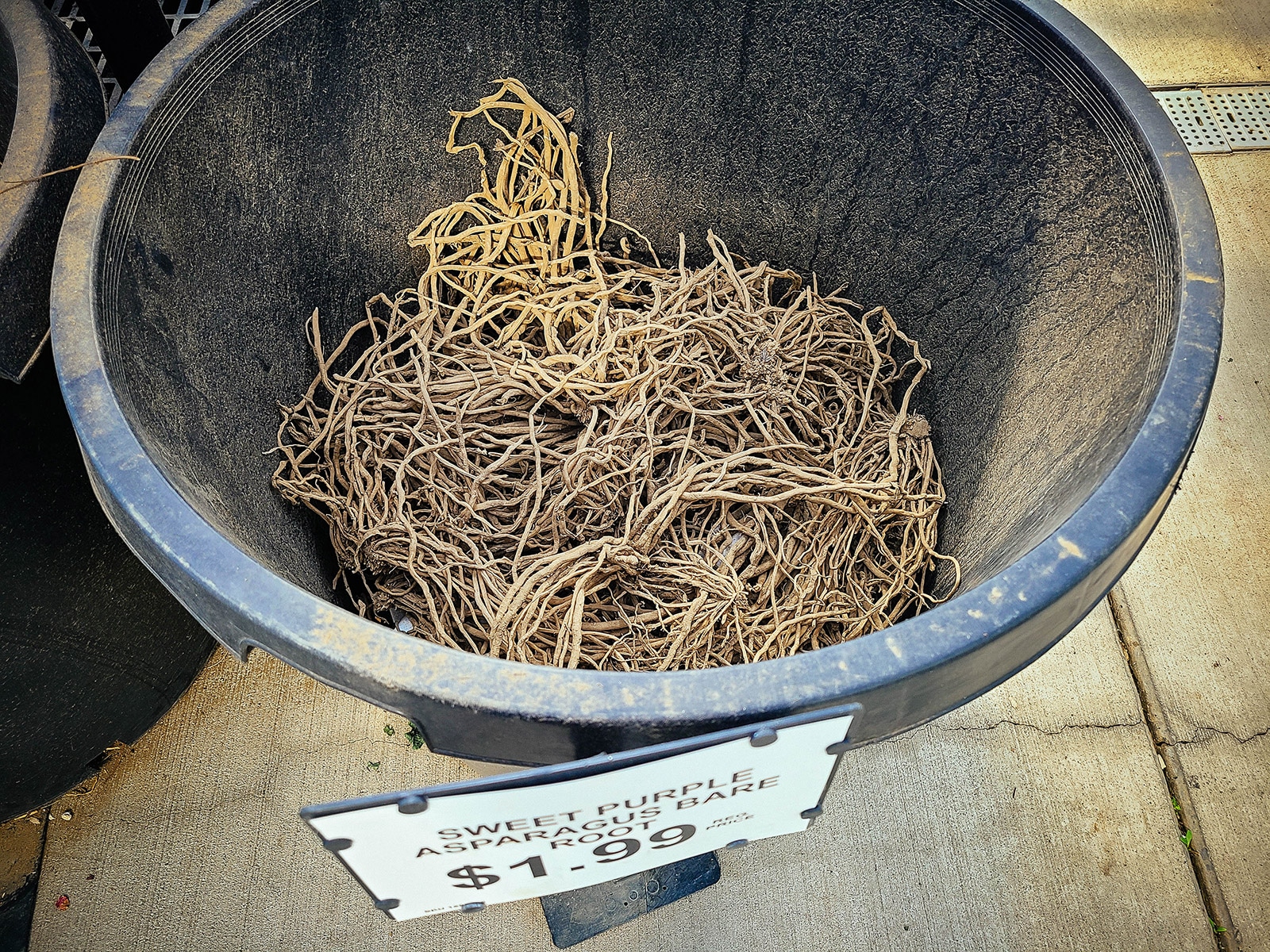 Asparagus crowns piled in a black tub at a garden center