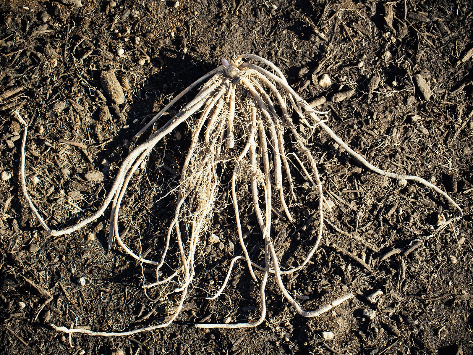 One-year-old asparagus crown in the soil