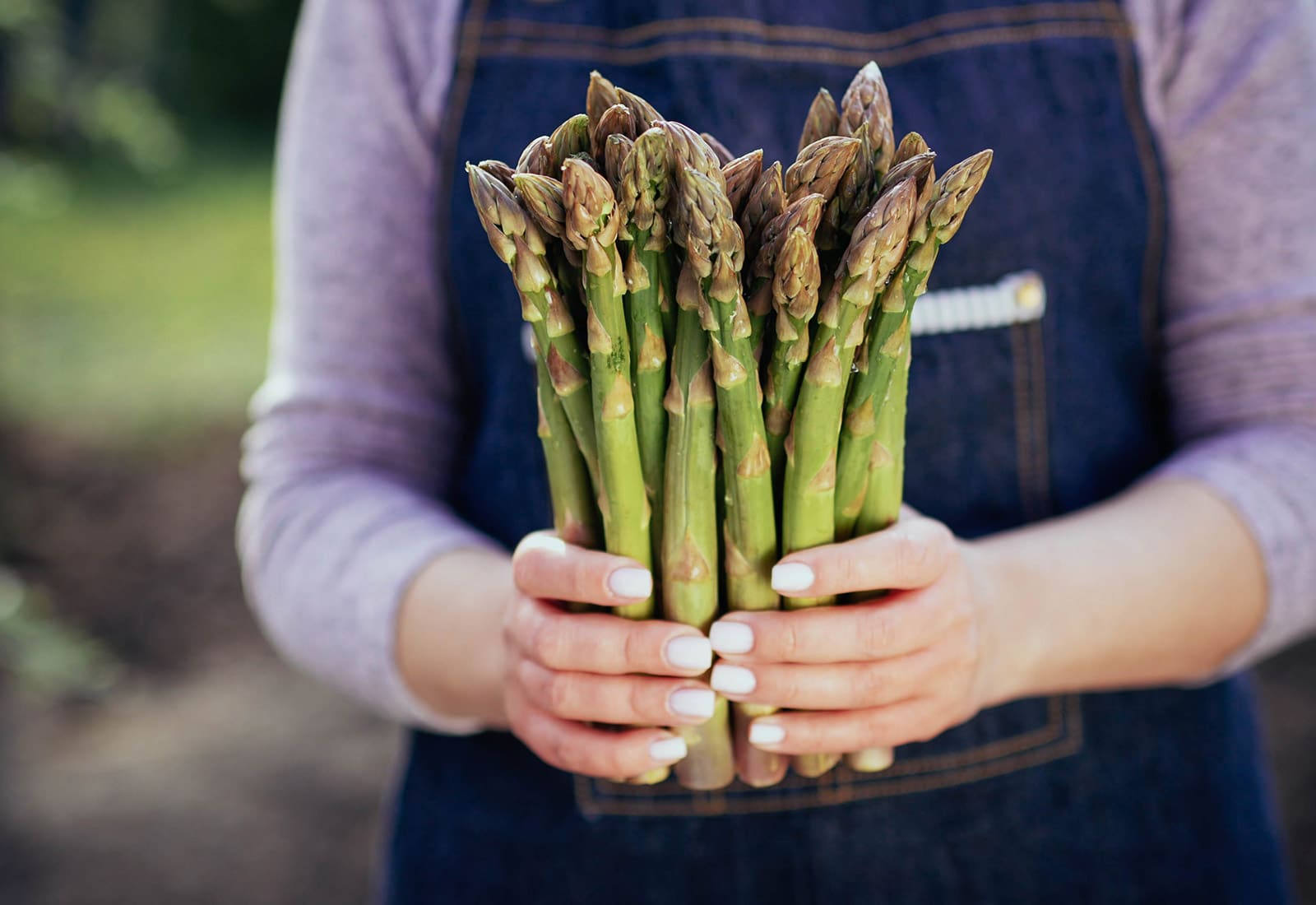 Woman's hands holding bundle of green asparagus spears in a garden