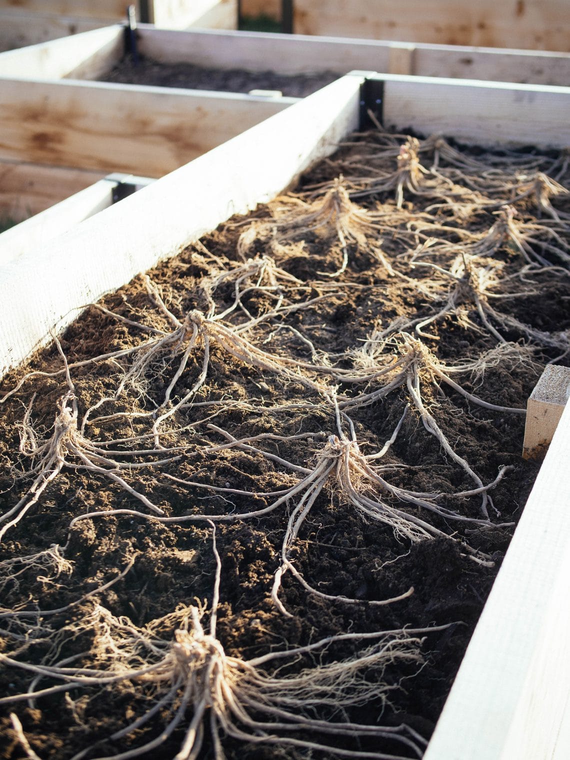 An Easier Way to Grow Asparagus Raised Bed Planting Garden Betty