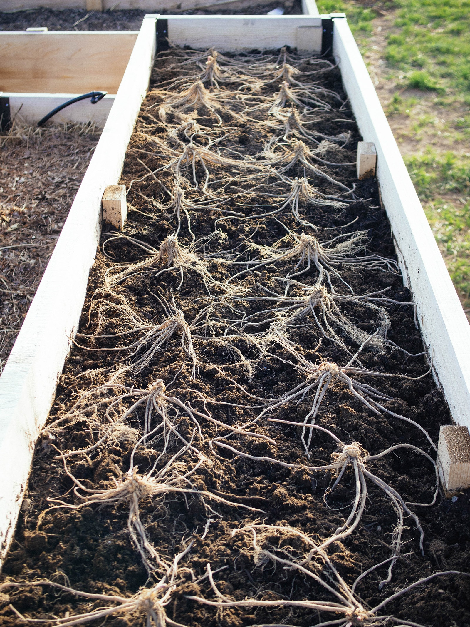 Long rows of asparagus crowns planted in a raised bed