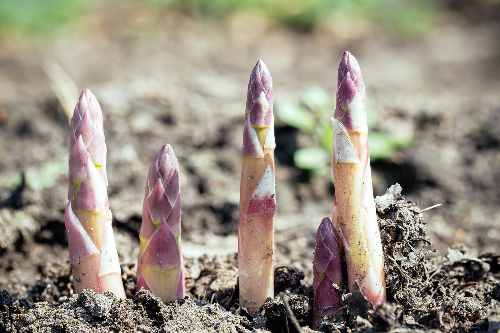 Purple asparagus spears growing in soil