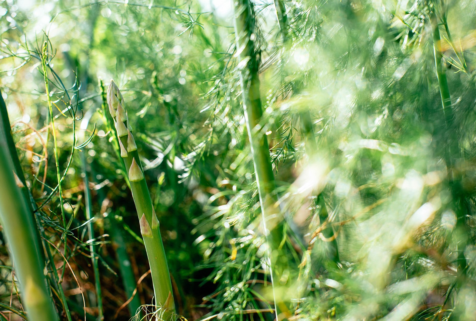 Green asparagus spears and asparagus ferns in a garden bed