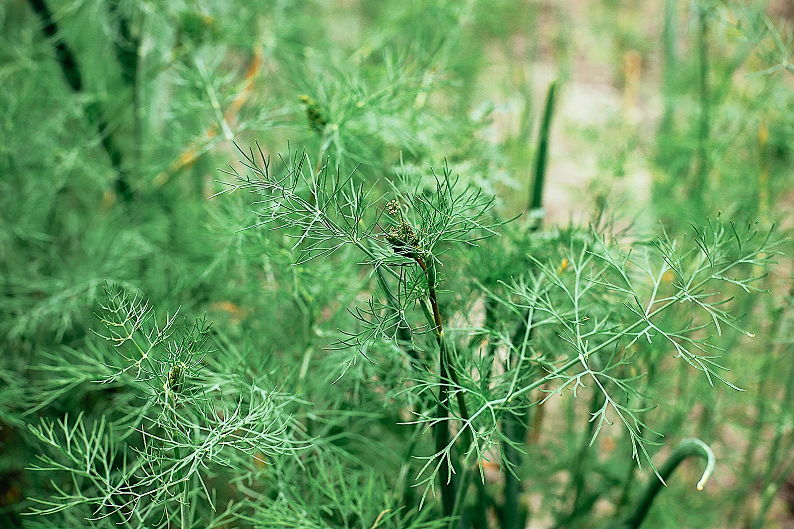 Close-up of flowering asparagus frond