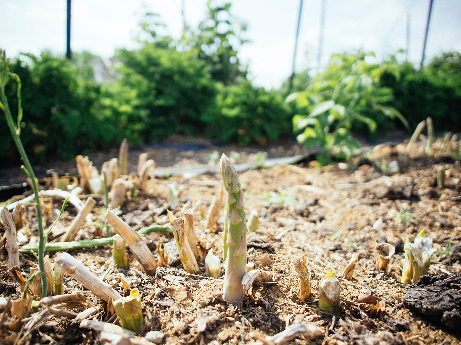 Lone asparagus spear growing in a mature asparagus bed
