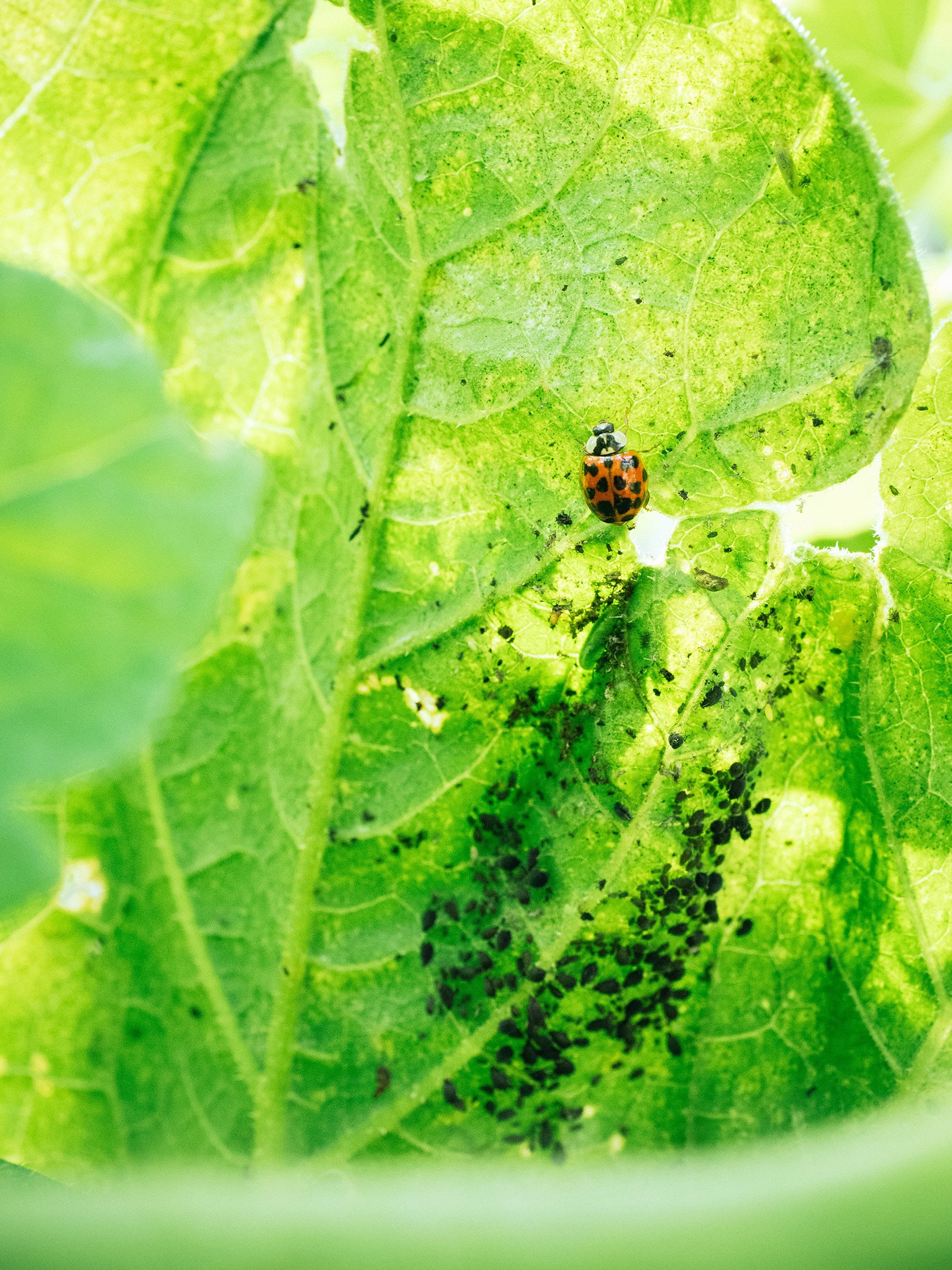 3 easy recipes for attracting beneficial insects to your garden