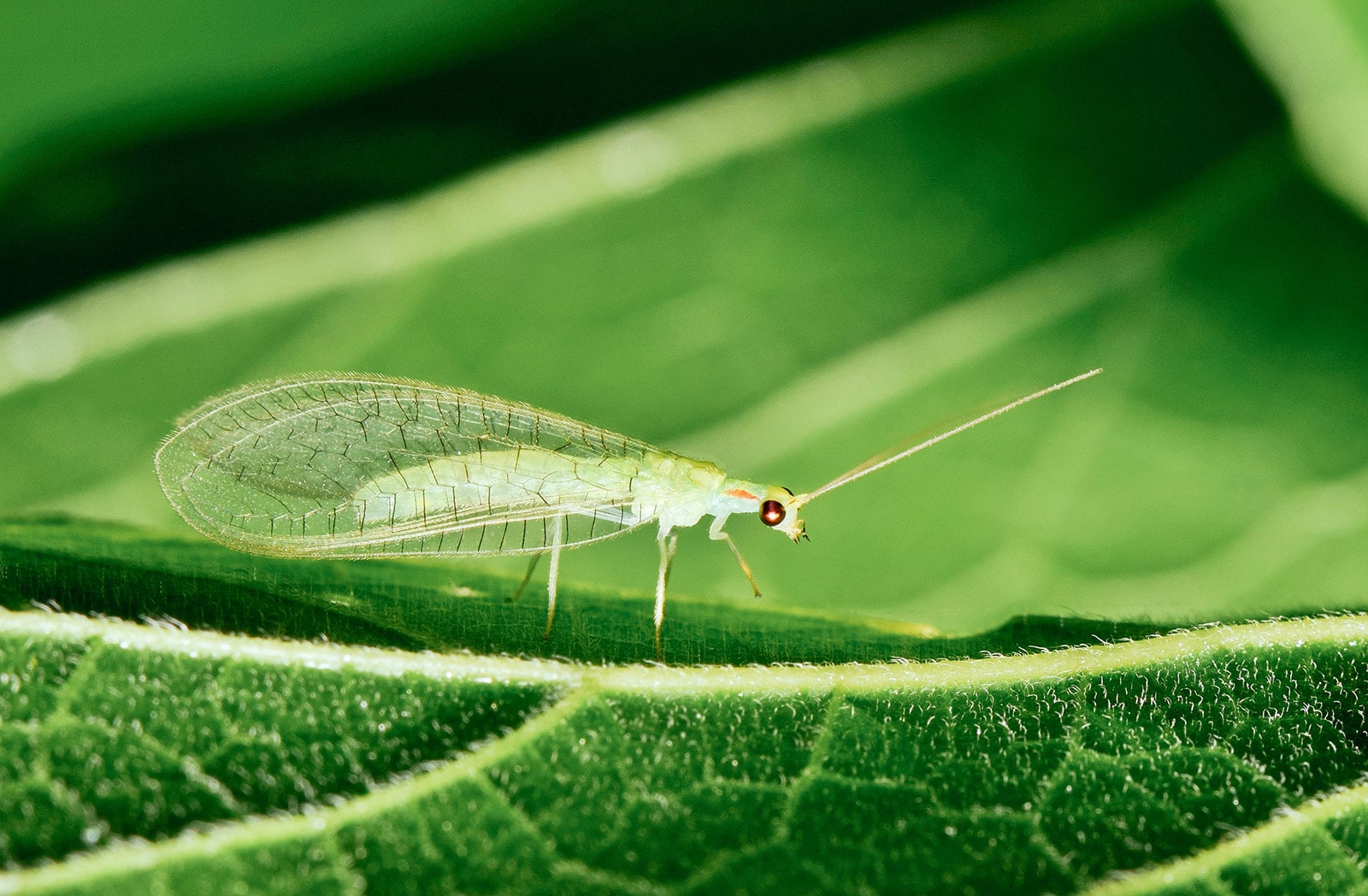 Close-up of adult green lacewing on a leaf