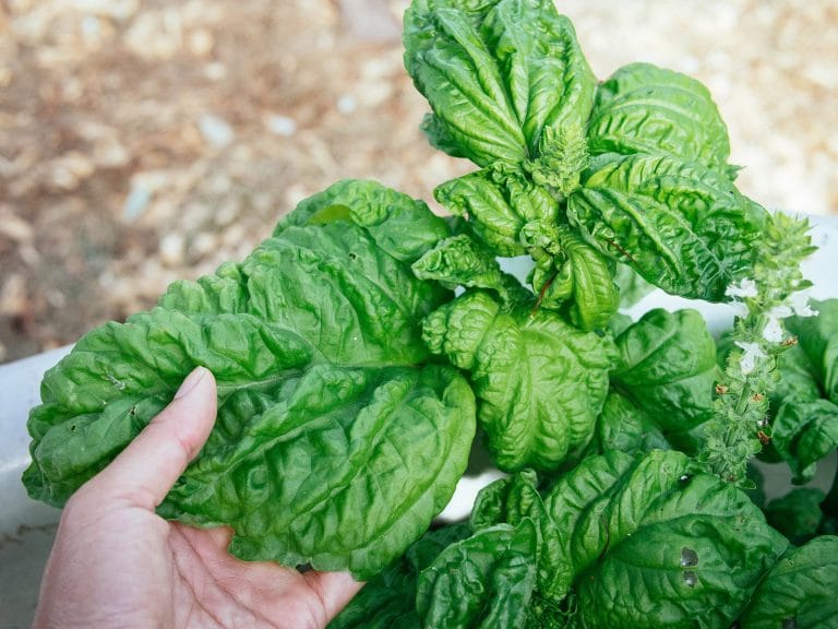 Here’s Why Your Basil Has Black Spots on Its Leaves