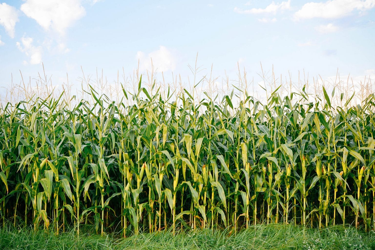 The Surprising Difference Between Corn and Maize – Garden Betty