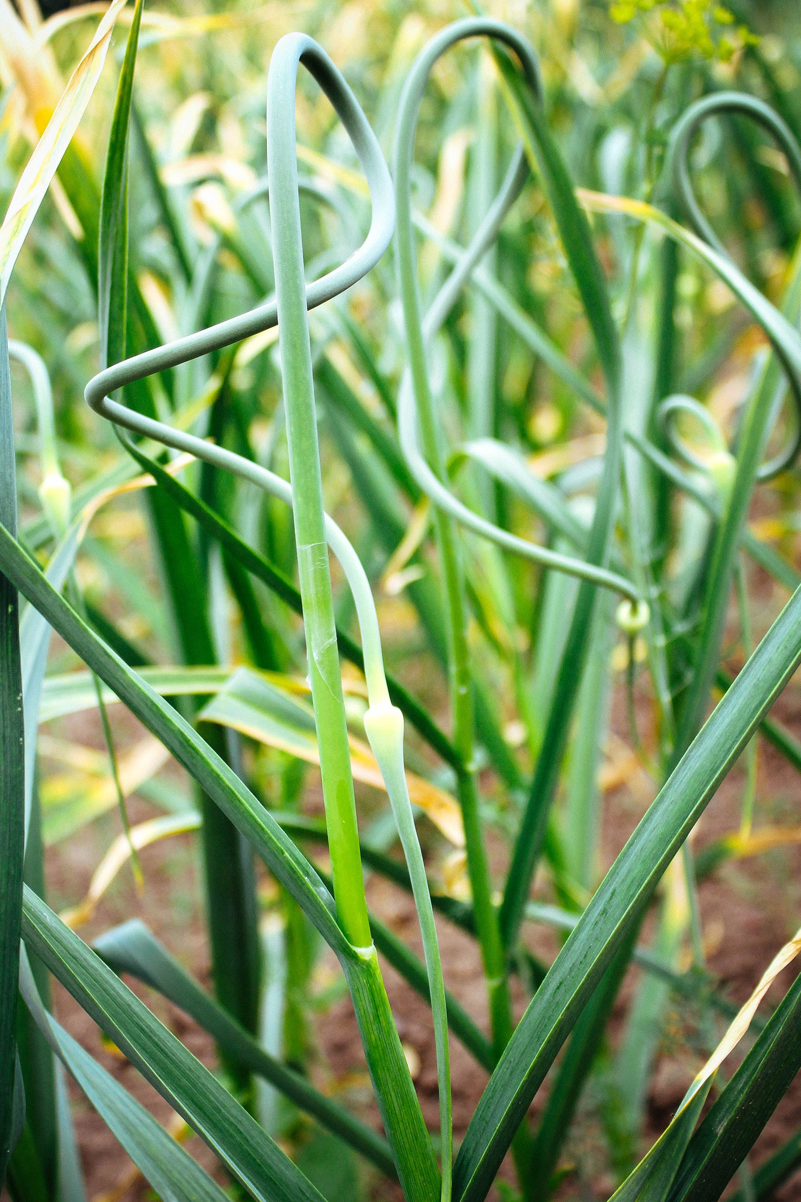 Twisty garlic scapes growing in a garden