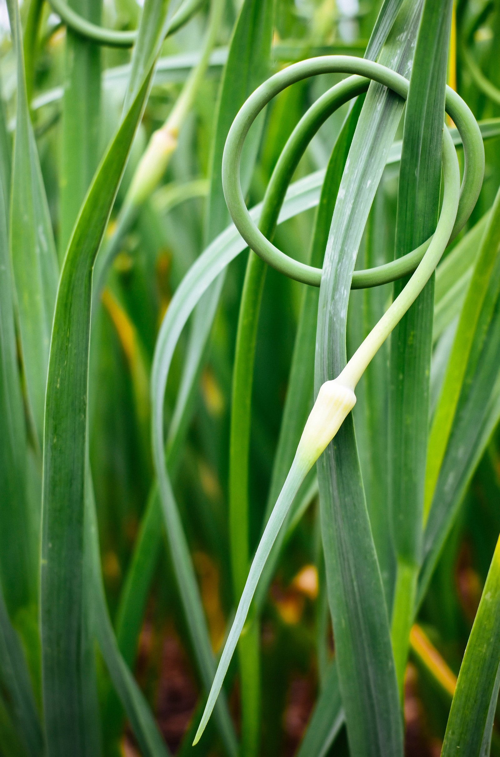 Close-up of garlic scape looping around itself