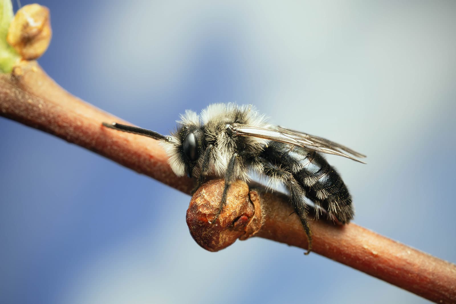 Baby bees are like baby gnats: full size - Honey Bee Suite