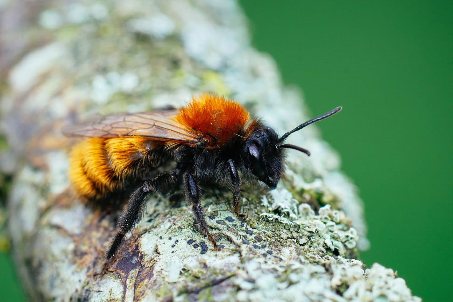 Easy Bee Identification: A Visual Guide to 16 Types of Bees In Your ...